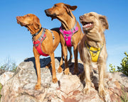 Red Dingo Padded Hot Pink Dog Harness