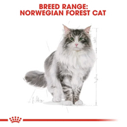 ROYAL CANIN® Norwegian Forest Adult Cat Food