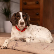 Ralph & Co Red Leather Dog Collar