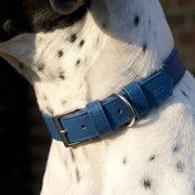 Ralph & Co Royal Blue Leather Dog Collar