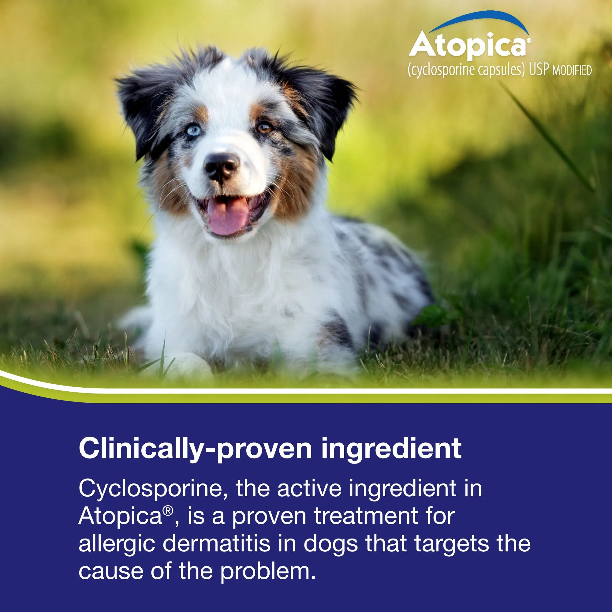 Elanco Atopica Capsules for Dogs | Joii Pet Shop