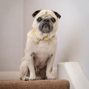 Ralph & Co Yellow Leather Dog Collar