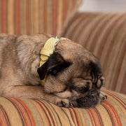 Ralph & Co Yellow Leather Dog Collar