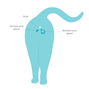 Anal gland disease in cats1