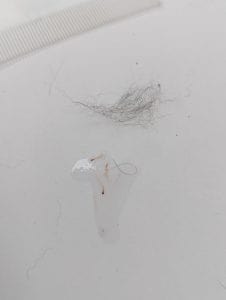 flea dirt cat hair