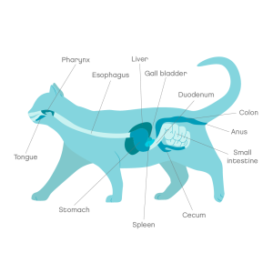 Pancreatitis in cats1 1