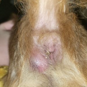 anal gland abscess in dogs