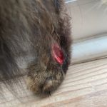 cat wound laceration cut