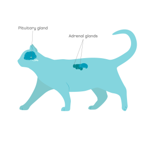 Cushings syndrome cat 2 min