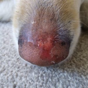 wounds in dogs