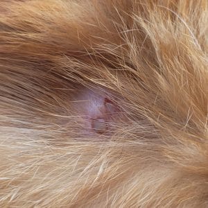 cat bite abscess wound pus
