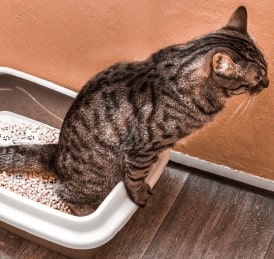stress urinary problem cat