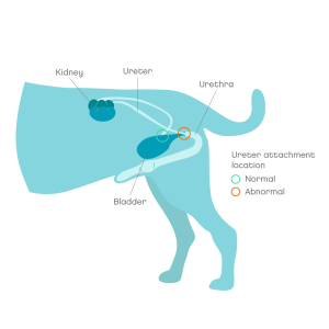 Urinary Incontinence in Dogs 1