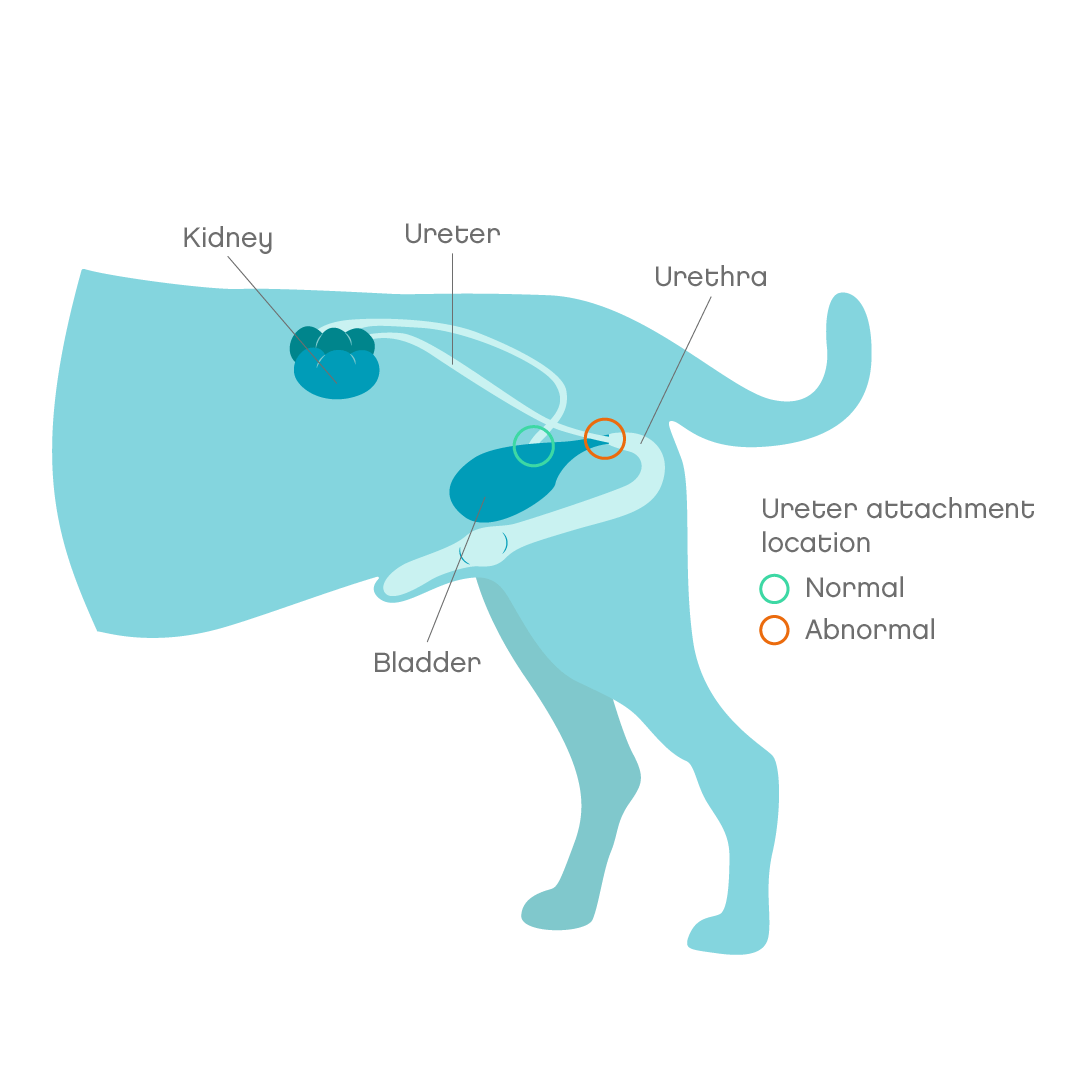 Urinary Incontinence In Dogs Joii Pet