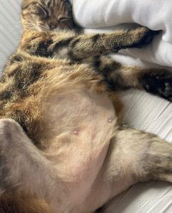 hair loss cat belly grooming