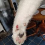 wounds in cats graze