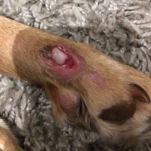 pus infected wound dog