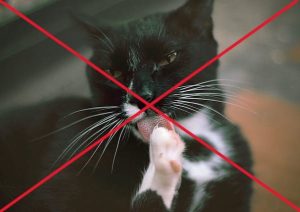 Don't let cats lick themselves
