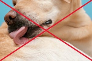 dog not allowed to lick themself
