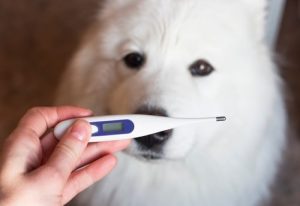 fever in dogs temperature