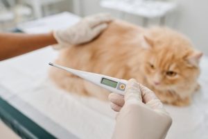 fever in cats thermometer