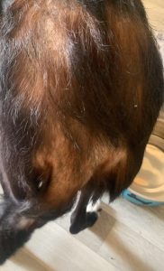 Flea allergy dermatitis in dog hair loss