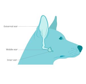 ear disease in dogs