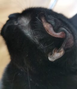swollen ear cats