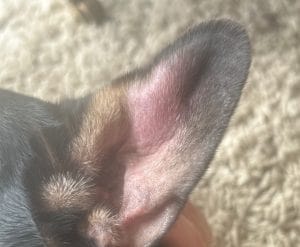 dog ear haematoma