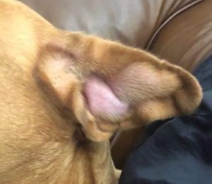 dog ear disease swollen ear