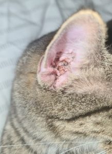 ear problems in cats
