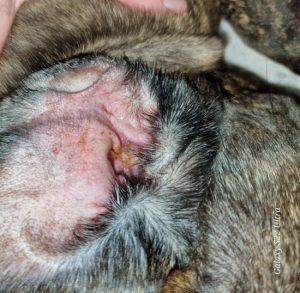 dog ear pus infection