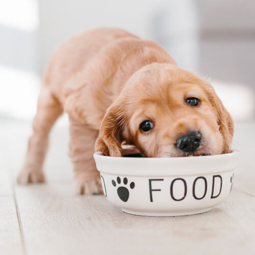 Free food puppy