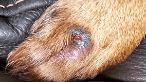abscesses in dogs