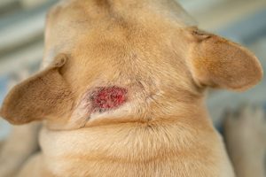 hot spot in dogs skin infection