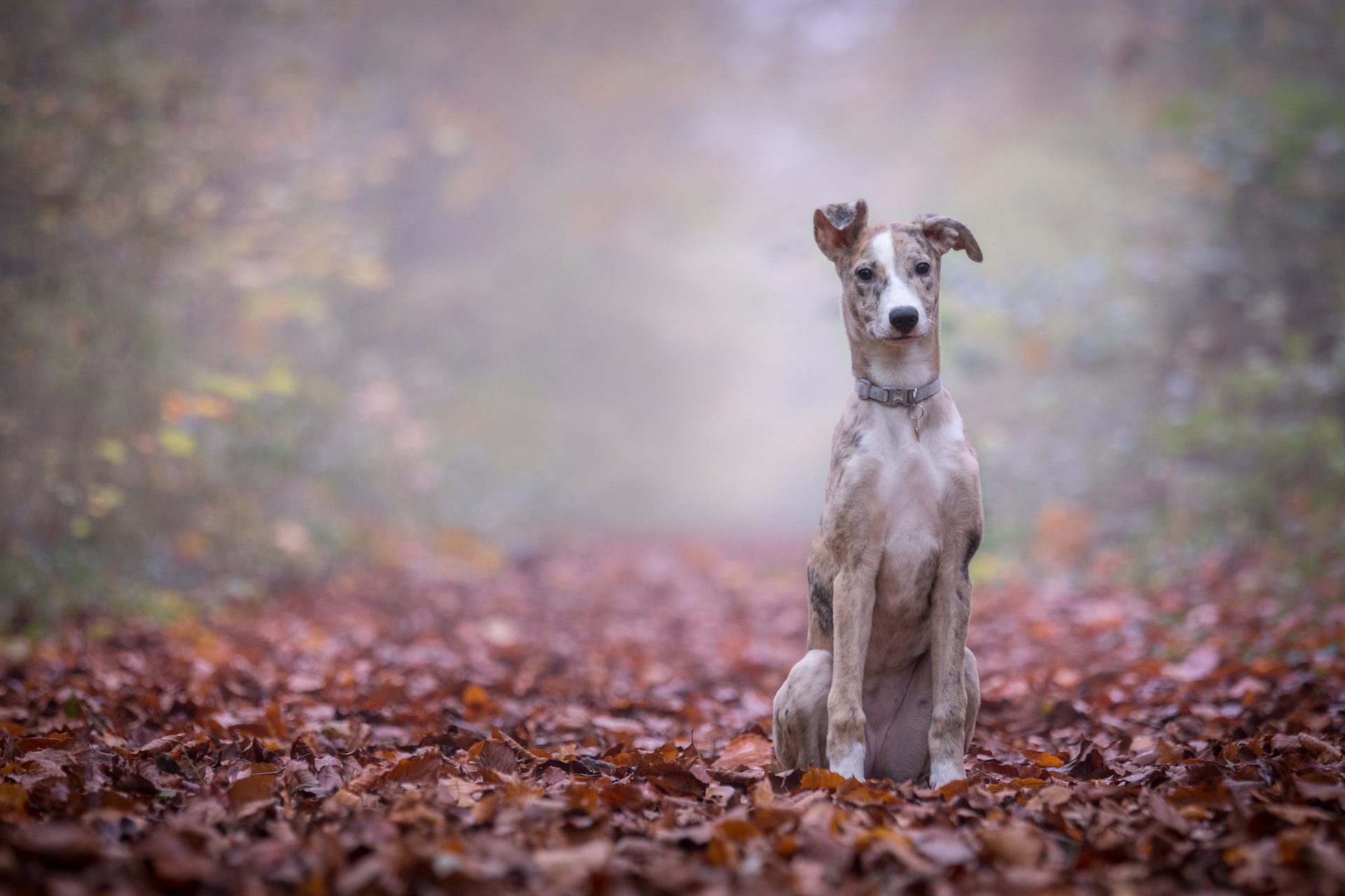 6 most common autumn hazards for pets