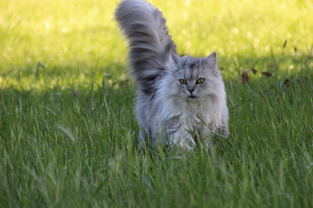 cute cat in grass min