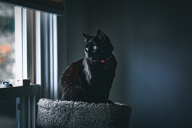 Cat Safety: Should I Keep My Cat Inside at Night?| Joii