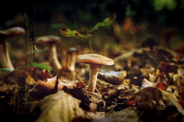 garden mushrooms 