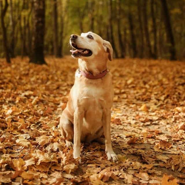 Can dogs eat leaves? What to do if your dog keeps eating wet leaves