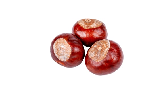 are conkers poisonous to dogs