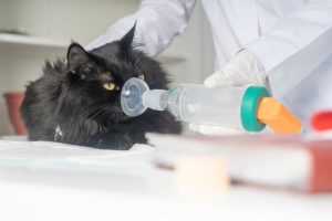 cat asthma treatment
