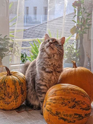 Are pumpkins safe for cats and dogs?