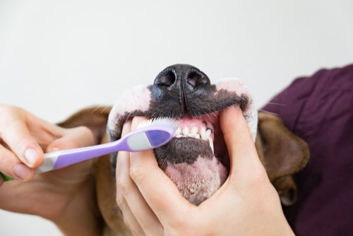 Tooth brushing senior dogs