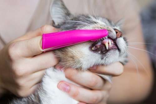 Tooth brushing senior cat