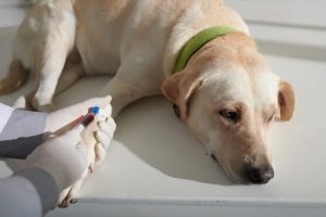 blood tests dogs