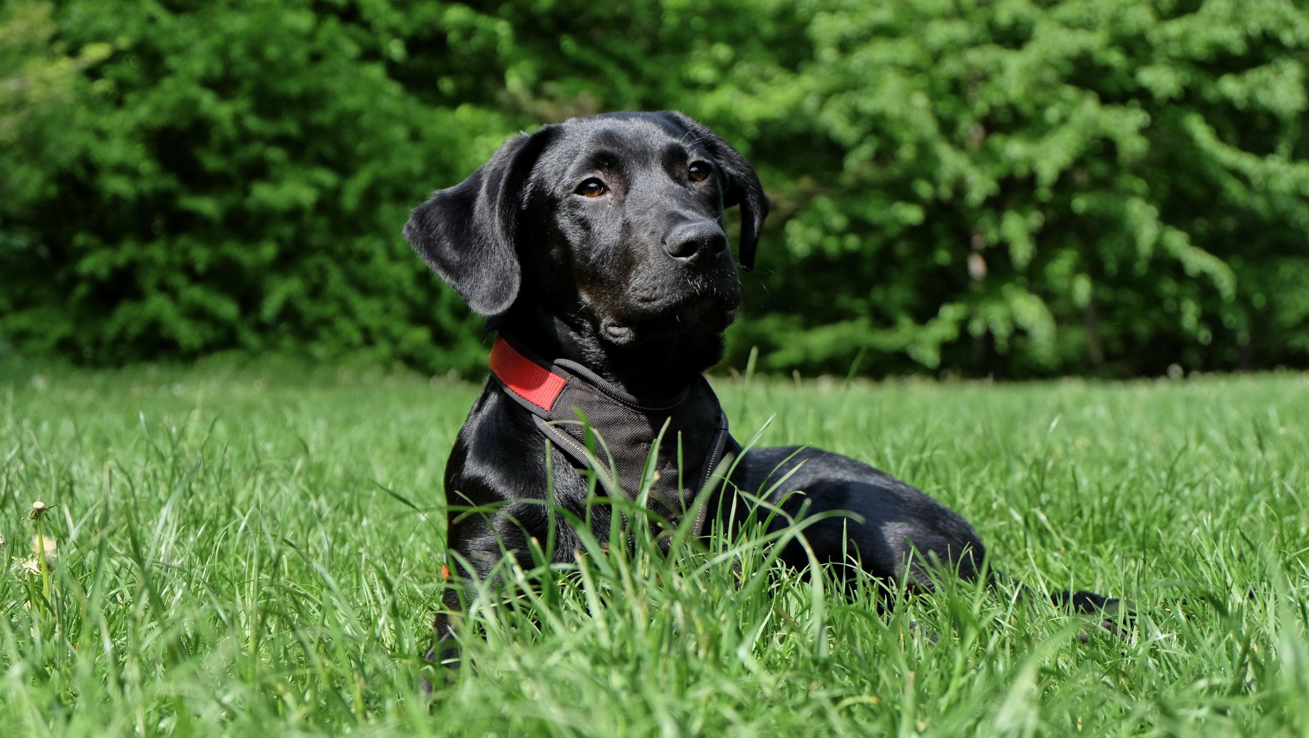 Labradors – 7 fun facts, true tails and health concerns of the World’s favourite breed