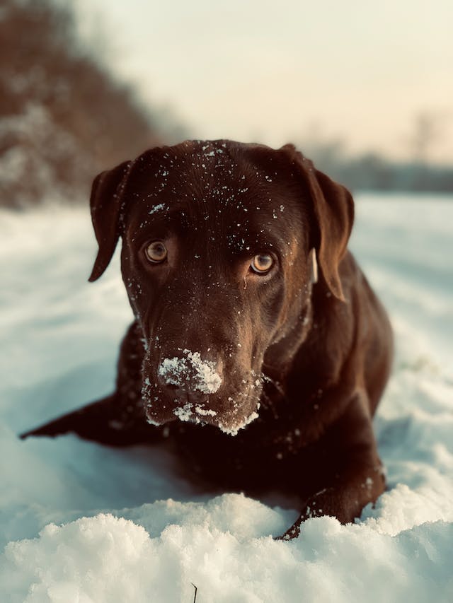 lab in snow