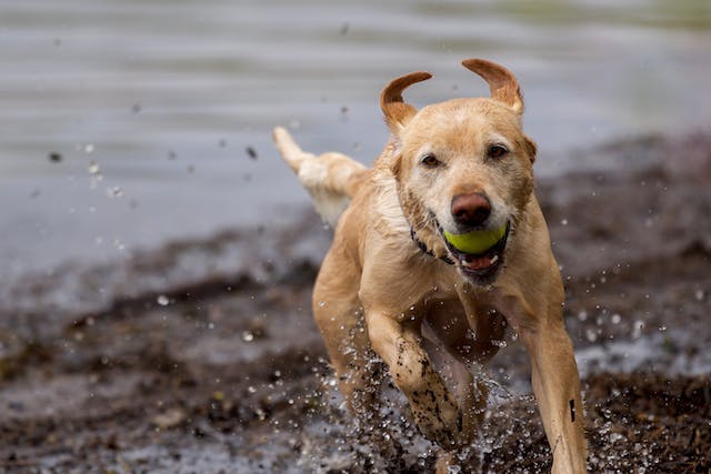 lab running in water with ball