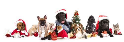 christmas cats and dogs